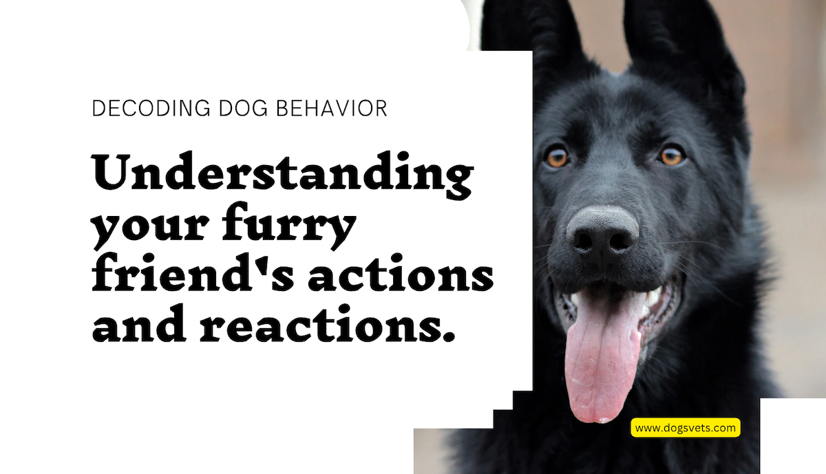 Understanding The Meanings Behind Common Dog Behaviors! - Dogsvets.com